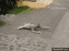 sloth crawling gif.